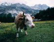 Landleben, Österreich, früher, heute, Kühe