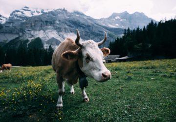 Landleben, Österreich, früher, heute, Kühe